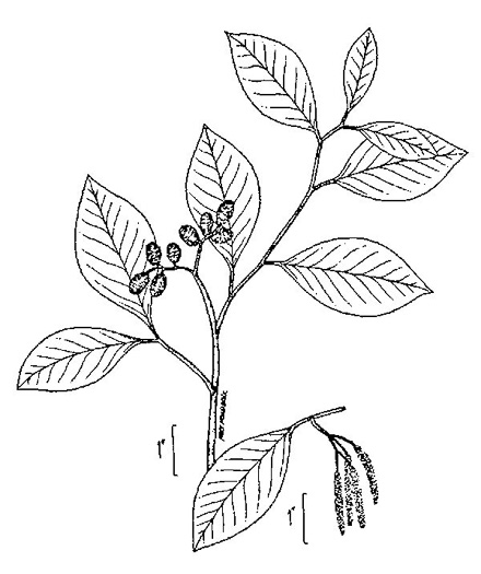 drawing of Alnus serrulata, Tag Alder, Hazel Alder, Smooth Alder
