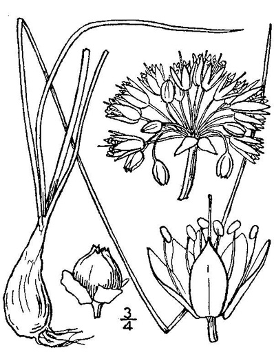 drawing of Allium stellatum, Glade Onion, Prairie Onion