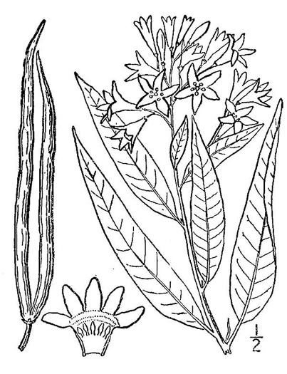 drawing of Amsonia tabernaemontana, Eastern Bluestar, Blue Dogbane, Wideleaf Bluestar