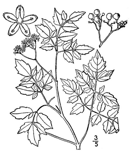 image of Nekemias arborea, Peppervine