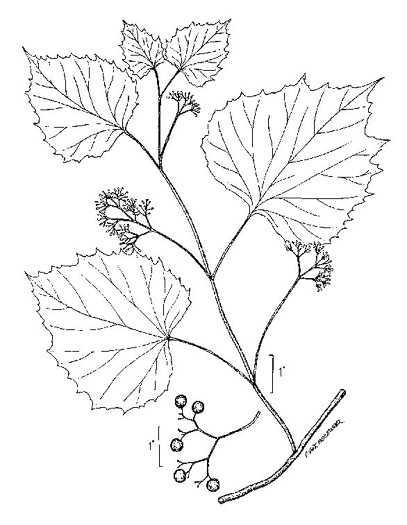 drawing of Ampelopsis cordata, American Ampelopsis, Heartleaf Peppervine, False-grape, Raccoon-grape
