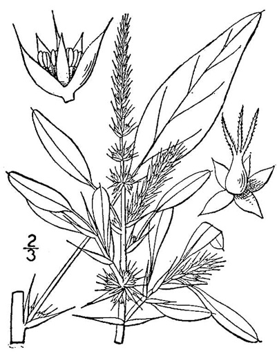 drawing of Amaranthus spinosus, Spiny Amaranth