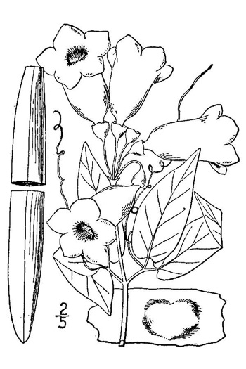 image of Bignonia capreolata, Crossvine