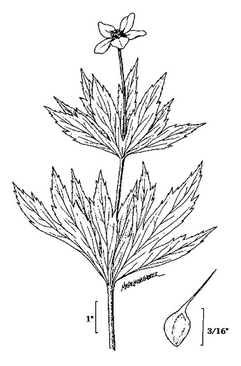 image of Anemonastrum canadense, Canada Anemone