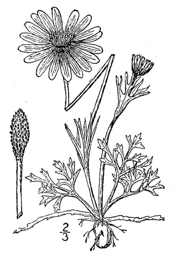image of Anemone caroliniana, Carolina Anemone, Prairie Anemone