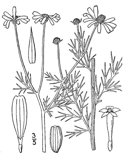 image of Anthemis cotula, Stinking Chamomile, Stinking Mayweed, Dog-fennel, Chigger-weed