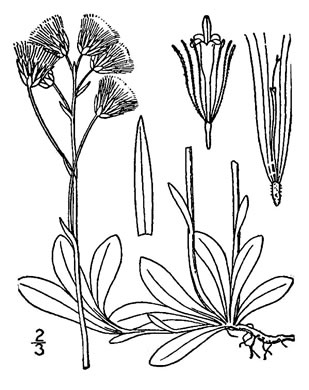 image of Antennaria neglecta, Field Pussytoes