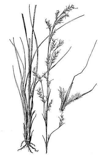 drawing of Schizachyrium scoparium var. scoparium, Little Bluestem