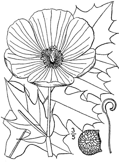 image of Argemone albiflora var. albiflora, White Prickly-poppy, Carolina Poppy