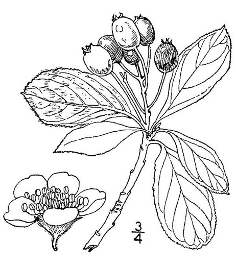 image of Aronia prunifolia, Purple Chokeberry