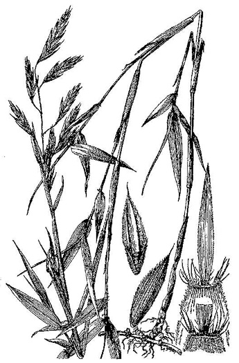 image of Arundinaria gigantea, River Cane, Giant Cane