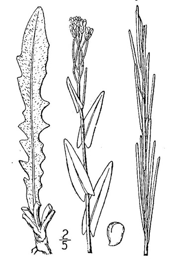 image of Turritis glabra, Tower Mustard, Towercress