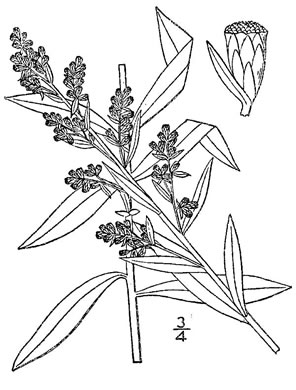 image of Artemisia ludoviciana, White Sage, Prairie Sage, White Sagewort, Western Mugwort