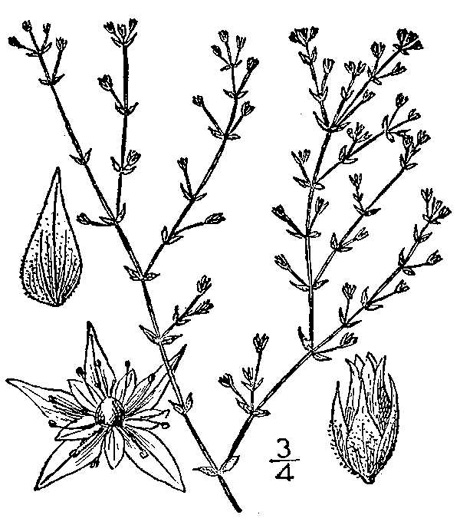 drawing of Arenaria leptoclados, Lesser Thymeleaf Sandwort, Slender Sandwort