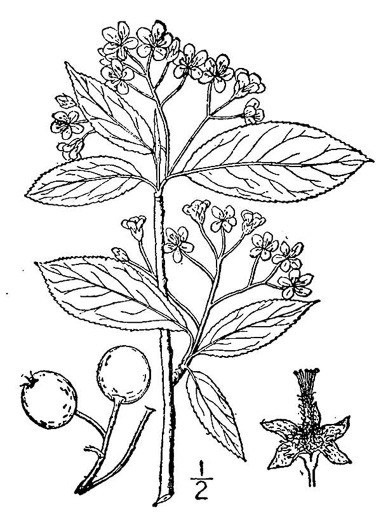 image of Aronia melanocarpa, Black Chokeberry