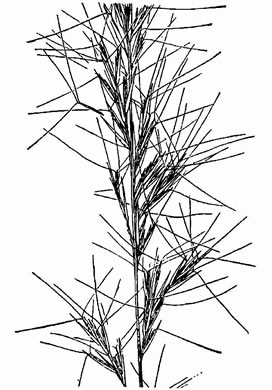 image of Aristida purpurascens, Arrowfeather, Arrowfeather Three-awn