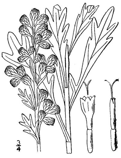 image of Artemisia stelleriana, Beach Wormwood, Dusty Miller, Hoary Mugwort, Oldwoman