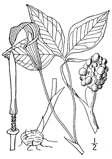 drawing of Arisaema triphyllum, Common Jack in the Pulpit, Indian Turnip