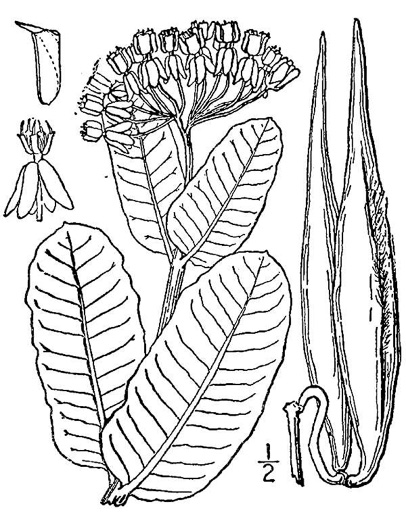 drawing of Asclepias amplexicaulis, Wavyleaf Milkweed, Clasping Milkweed, Sand Milkweed, Blunt-leaved Milkweed