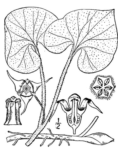 drawing of Asarum canadense, Common Wild Ginger, Canada Wild Ginger