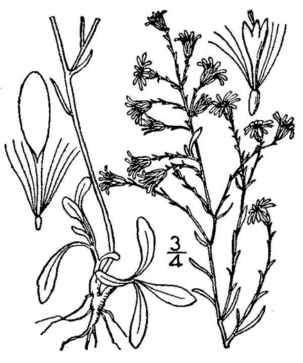 drawing of Symphyotrichum depauperatum, Serpentine Aster