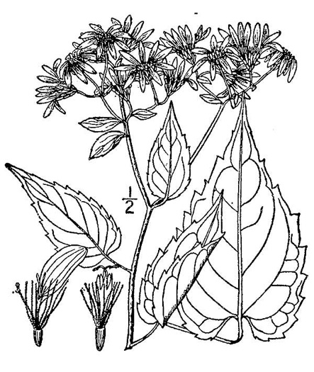 drawing of Eurybia divaricata, White Wood-aster, Woodland Aster, Common White Heart-leaved Aster