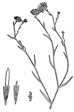 image of Symphyotrichum divaricatum, Midwestern Salt-marsh Aster, Annual Water Aster, Yard Aster