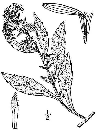 drawing of Symphyotrichum ontarionis var. ontarionis, Bottomland Aster
