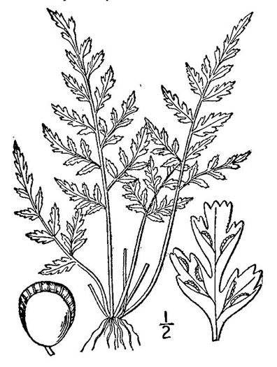 drawing of Asplenium montanum, Mountain Spleenwort