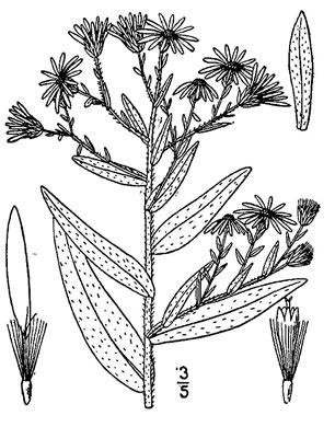 drawing of Symphyotrichum oblongifolium, Eastern Aromatic Aster, Shale-barren Aster