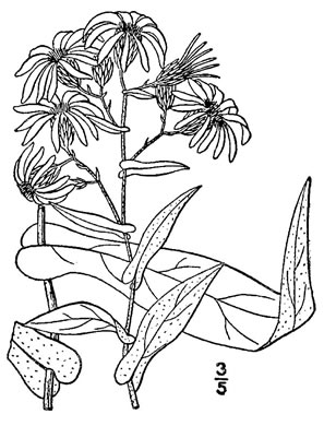 drawing of Symphyotrichum phlogifolium, Appalachian Clasping Aster, Thinleaf Late Purple Aster