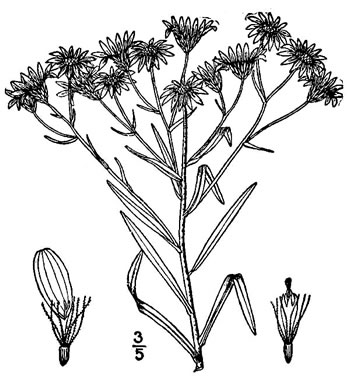 image of Solidago ptarmicoides, Prairie Goldenrod, White Prairie-goldenrod, Upland White Aster