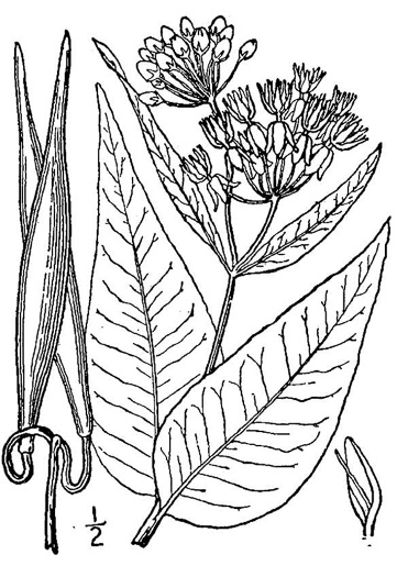 drawing of Asclepias rubra, Purple Savanna Milkweed, Red Milkweed, Bog Milkweed