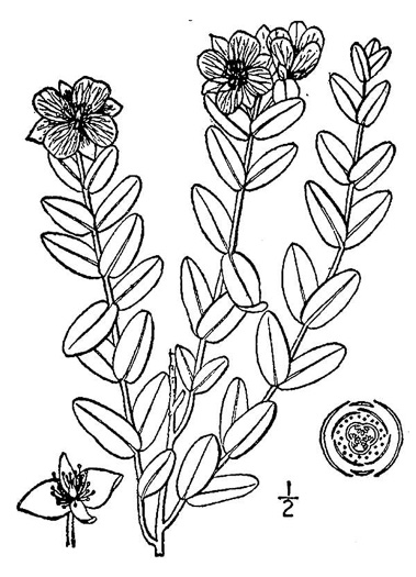 drawing of Hypericum crux-andreae, St. Peter's-wort, St. Andrew's Cross, St. Peter's Cross