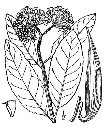 image of Asclepias variegata, White Milkweed, Redring Milkweed, Variegated Milkweed