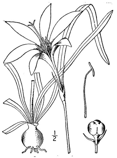 drawing of Zephyranthes atamasco, Common Atamasco-lily, Rain-lily, Easter Lily, Naked Lily