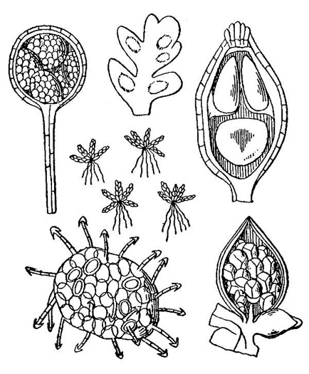 drawing of Azolla caroliniana, Carolina Mosquito-fern, Eastern Mosquito-fern, Water Fern