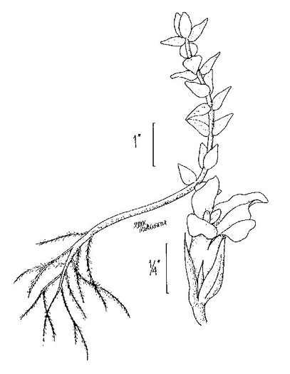 drawing of Bacopa caroliniana, Blue Water-hyssop, Sweet Water-hyssop, Carolina Water-hyssop, Lemon Bacopa