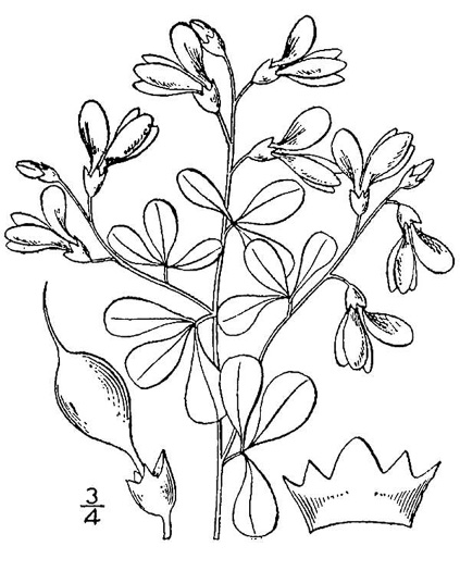 drawing of Baptisia tinctoria, Horsefly Weed, Yellow Wild Indigo, Yellow False-indigo, Rattleweed