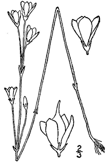 image of Bartonia verna, Spring Bartonia, White Bartonia, White Screwstem
