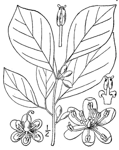 drawing of Lindera benzoin, Northern Spicebush, Wild Allspice