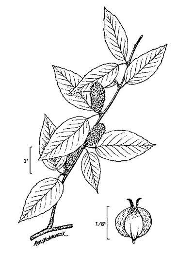 image of Betula lenta var. lenta, Sweet Birch, Cherry Birch, Black Birch, "Mahogany"