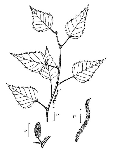 drawing of Betula populifolia, Gray Birch, White Birch