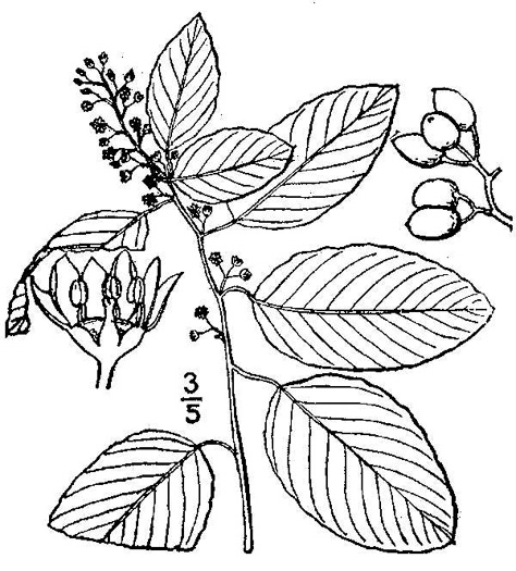 drawing of Berchemia scandens, Carolina Supplejack, American Rattan, Rattan-vine, Alabama Supplejack