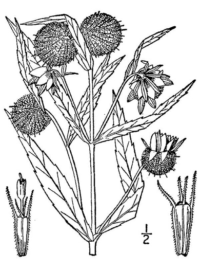 image of Bidens cernua, Nodding Beggarticks, Nodding Bur-marigold