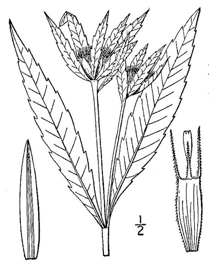 image of Bidens connata, Purplestem Beggarticks