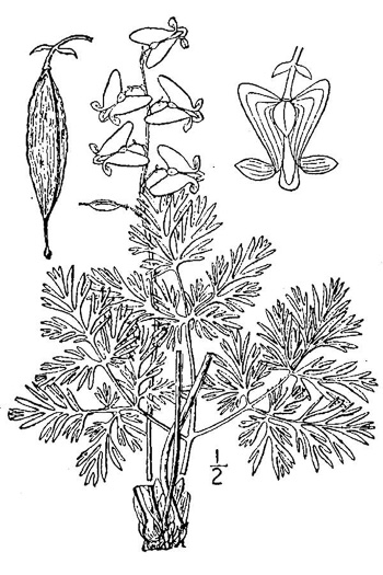 drawing of Dicentra cucullaria, Dutchman's Britches