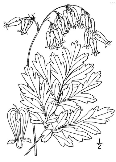 drawing of Dicentra eximia, Wild Bleeding Heart