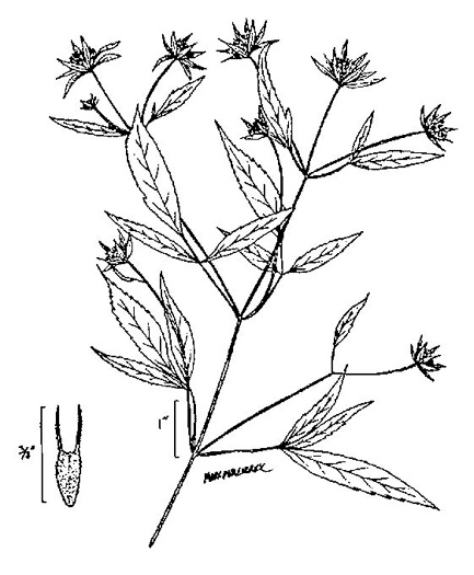 image of Bidens frondosa, Devil's Beggarticks, Annual Beggarticks