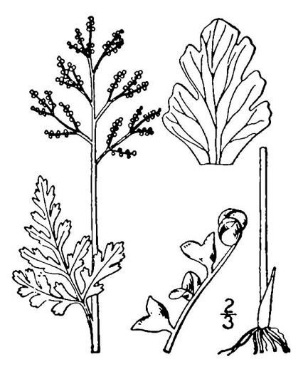 image of Botrychium matricariifolium, Daisyleaf Moonwort